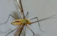 Leptotarsus vulpinus