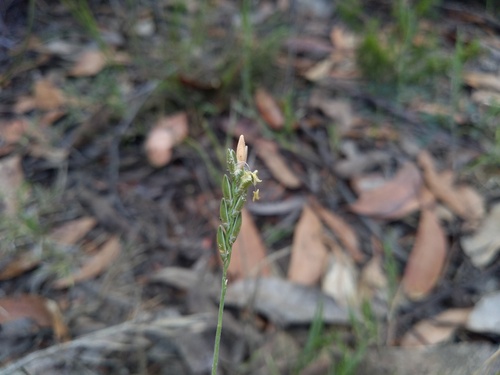 Hairy ricegrass (Tetrarrhena distichophylla)