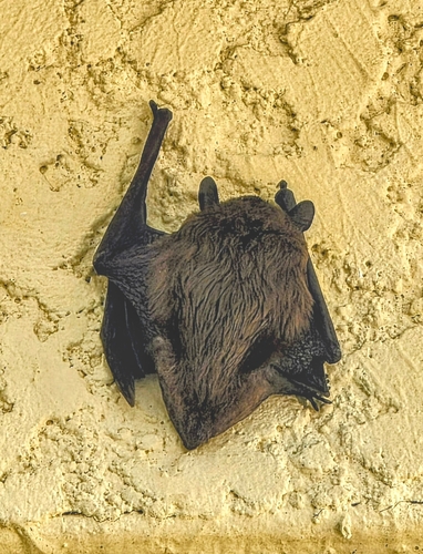 Evening Bat observed by swafford