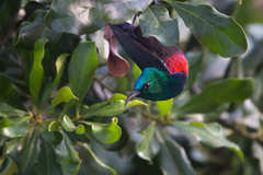 Cinnyris erythrocercus