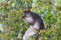 Piliocolobus tephrosceles