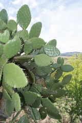 Opuntia fuliginosa