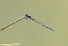 Enallagma semicirculare