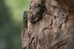 Acanthocercus atricollis