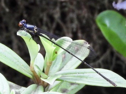 Adytum Swamp Damselfly