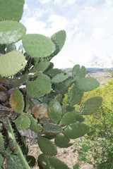 Opuntia fuliginosa