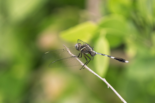 Slender Skimmer