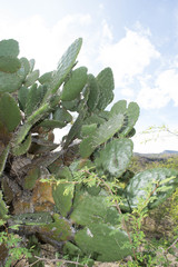 Opuntia fuliginosa