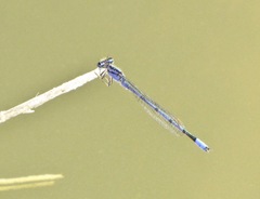 Enallagma semicirculare