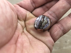 Placiphorella stimpsoni