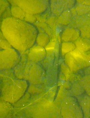 Catostomus