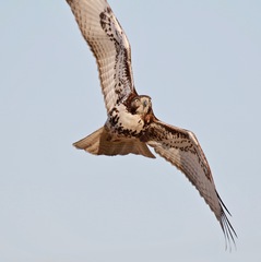 Buteo jamaicensis