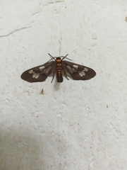 Eressa confinis