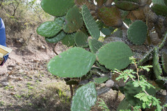 Opuntia fuliginosa