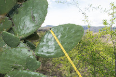 Opuntia fuliginosa
