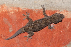 Hemidactylus mercatorius