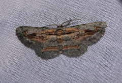 Odysia venusta