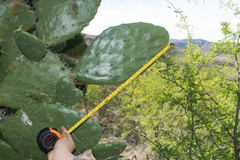 Opuntia fuliginosa