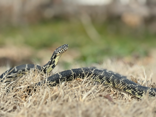 Black Kingsnake