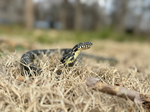 Black Kingsnake