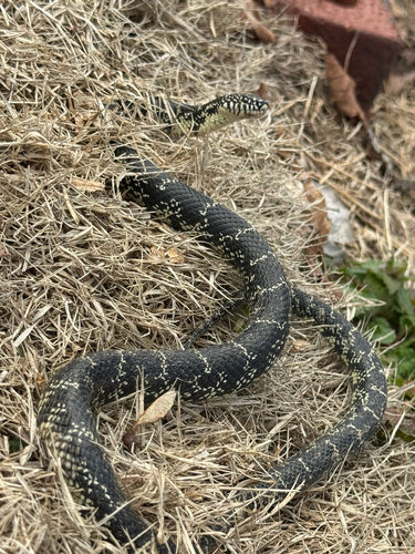 Black Kingsnake