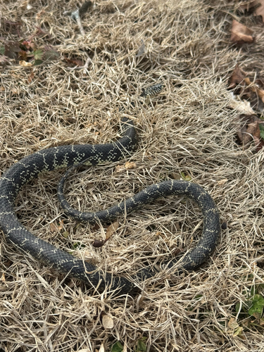 Black Kingsnake