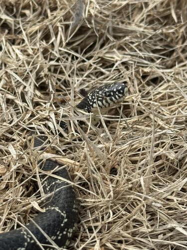 Black Kingsnake