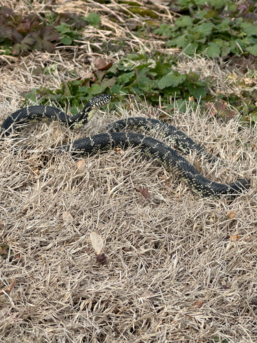 Black Kingsnake
