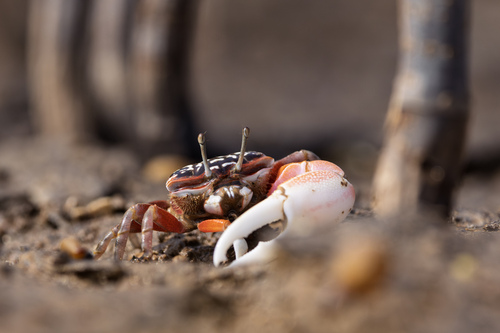 Inversed Fiddler Crab