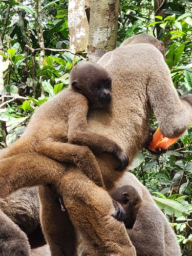 Common Woolly Monkey, Maués, BR-AM, BR, photo 8 of 10