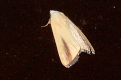 Pardoxia graellsii