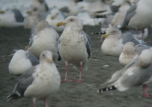 Vega Gull｜织女银鸥 / 西伯利亚银鸥 参考照片