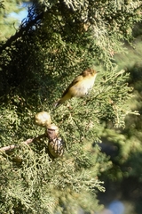 Phylloscopus collybita