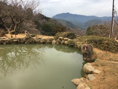 Macaca fuscata fuscata