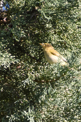 Phylloscopus collybita
