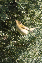Phylloscopus collybita