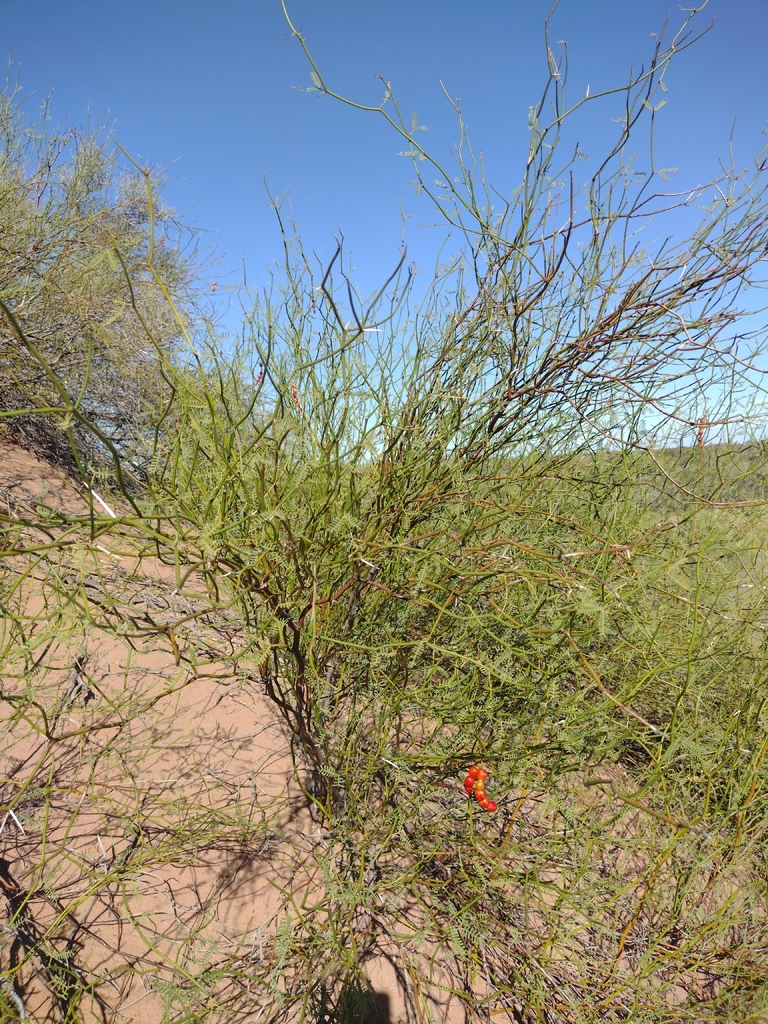 Prosopis argentina Burkart 2