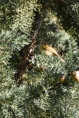 Phylloscopus collybita