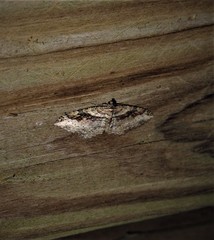 Costaconvexa