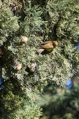 Phylloscopus collybita