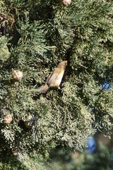Phylloscopus collybita