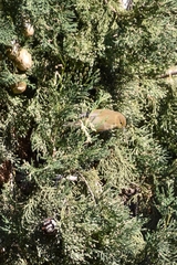 Phylloscopus collybita