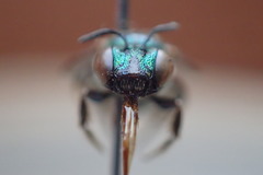Calloceratina