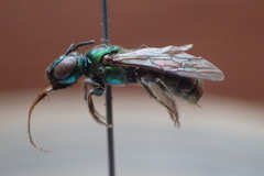 Calloceratina