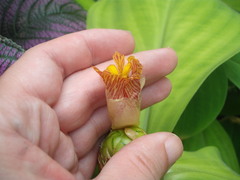 Costus malortieanus