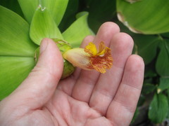 Costus malortieanus