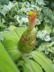 Costus malortieanus
