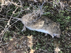 Sigmodon arizonae