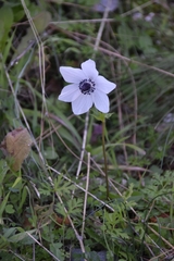 Anemone coronaria