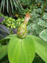 Costus malortieanus